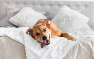 Mold Awareness for Pet Owners: How Pets Can Be Mold’s Hidden Carriers