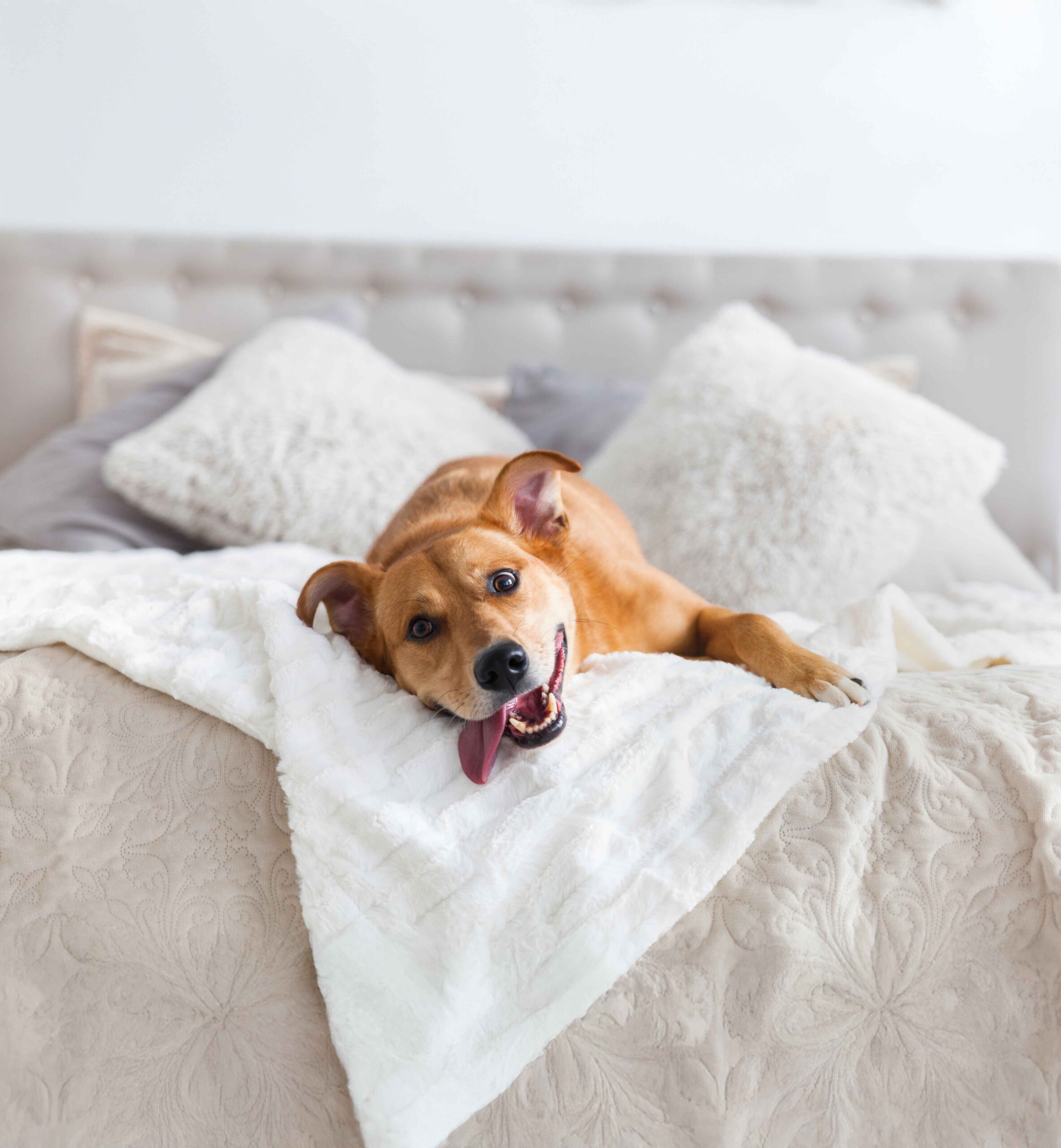 Dogs in Home scaled