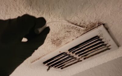 DIY Mold Testing vs Professional: Which Is Right for Your Florida Home?