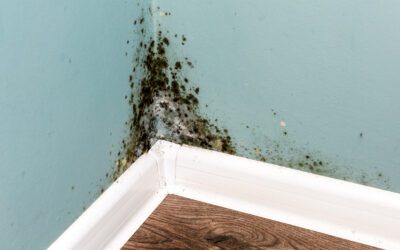 The Dangers of Black Mold: A Guide for Clearwater Residents