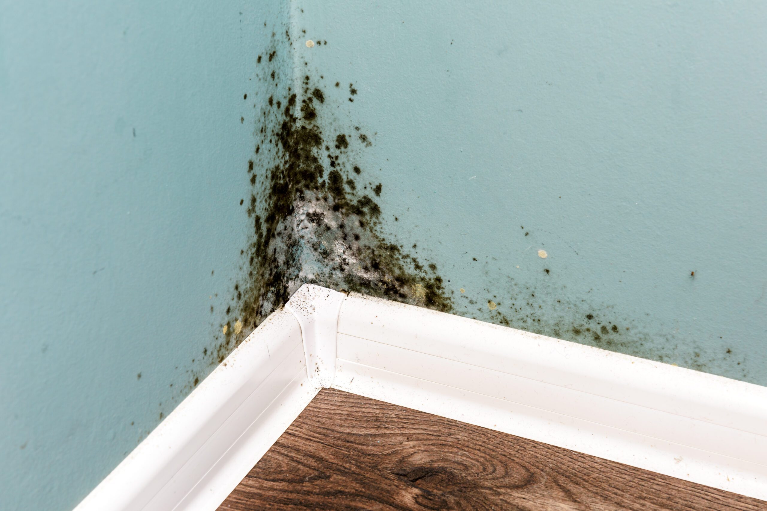 Black,Mould,On,Wall,Closeup.,House,Cleaning,Concept