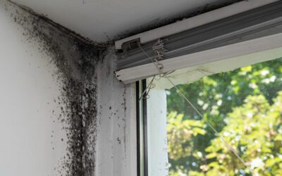 What Does Black Mold Look Like? (And How to Tell If It’s Invading Your Home)