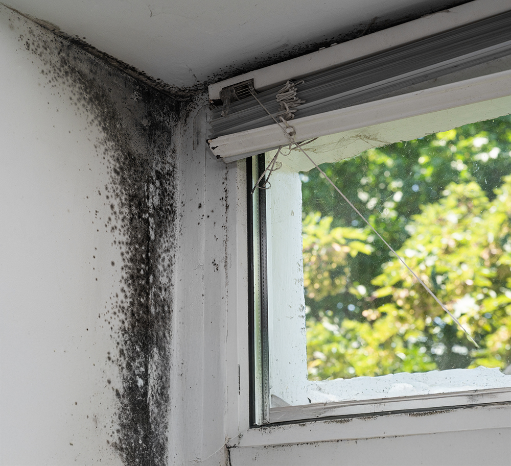 Black,Mould,On,Wall,Closeup.,House,Cleaning,Concept