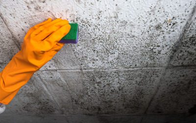 How to Get Rid of Mold: A Florida Homeowner’s Guide