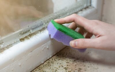 Why Mold Keeps Coming Back in Florida Homes (Even After Cleanup)